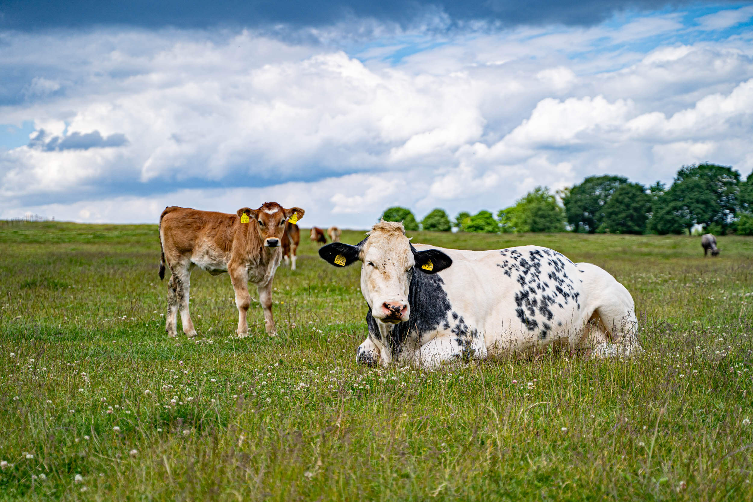 Landwirtschaft | Lohscheidhof